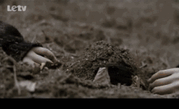 21.gif